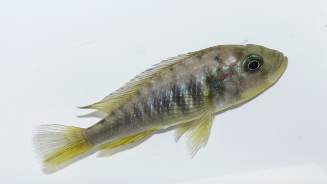 Cichlid fish