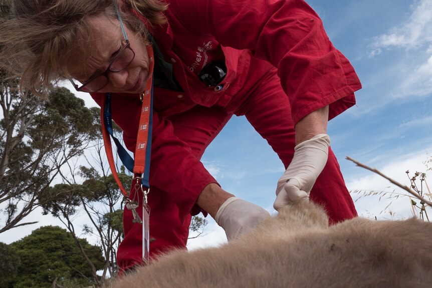 Dr Rachel Westcott checks the pouch of a kangaroo for the joey.