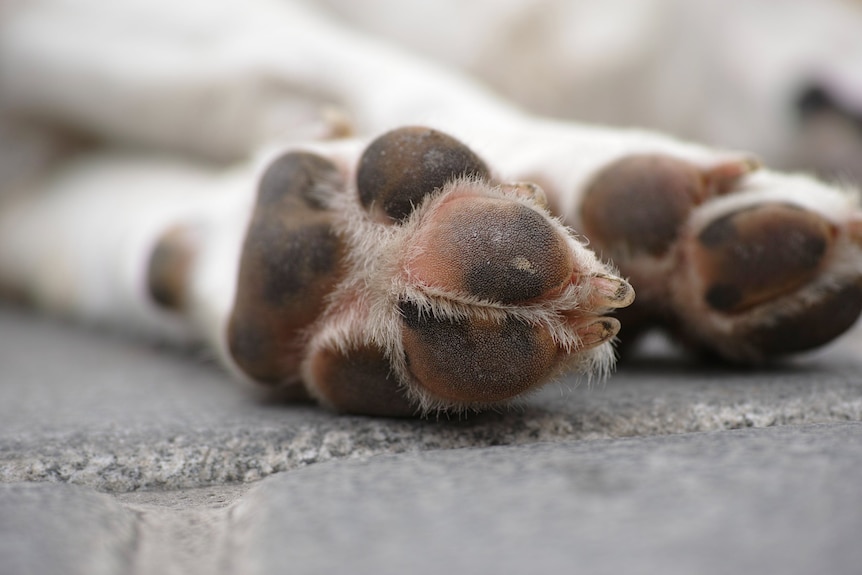 puppy paws close up