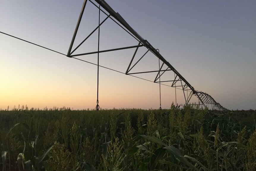 A irrigation boom stretching across a sorghum field, as the sun rises.
