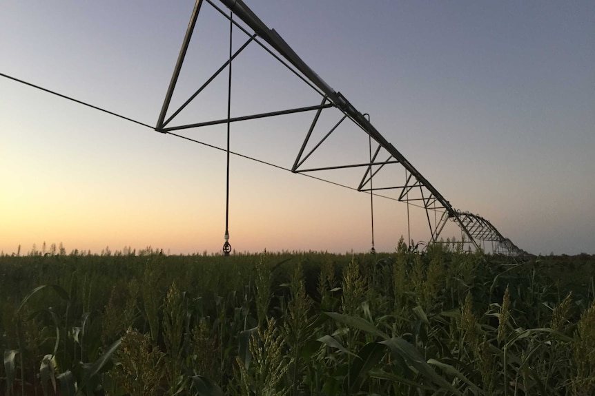 Nita Downs irrigation