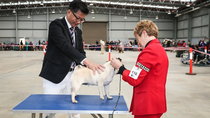Zachary Tan spent 15 years training to become a qualified all-breed dog show judge.