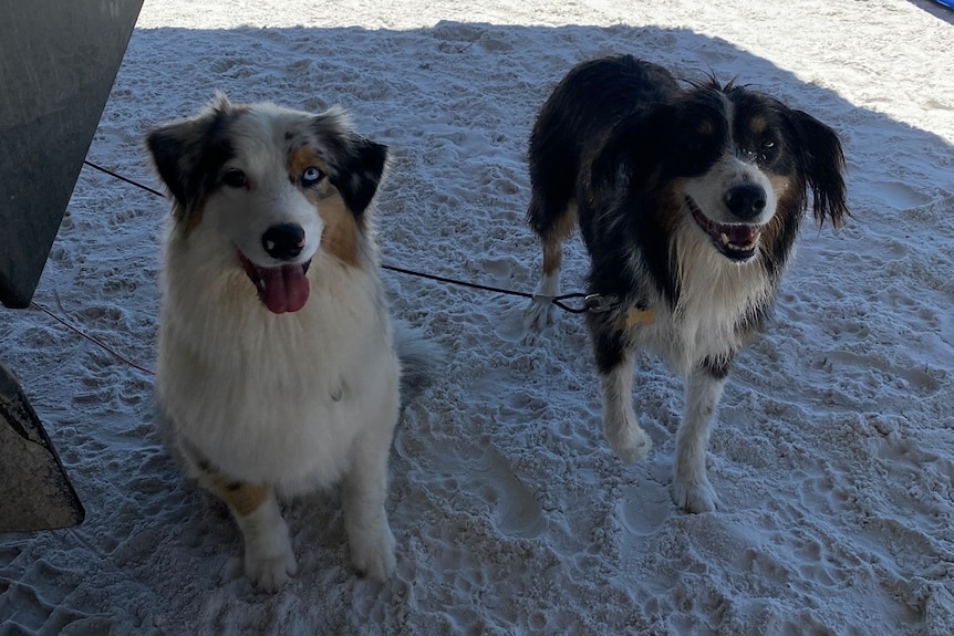 Two dogs look at the camera on the beach