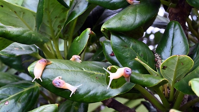Pale yellow slugs on large green leaves on a tree.