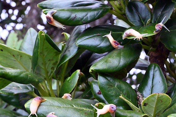 Pale yellow slugs on large green leaves on a tree.