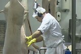 Abattoir worker working on carcass