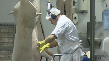 Abattoir worker working on carcass