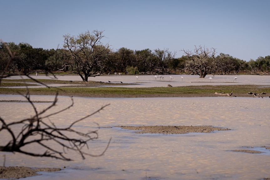 Water covering a grassy area with trees sticking out from water