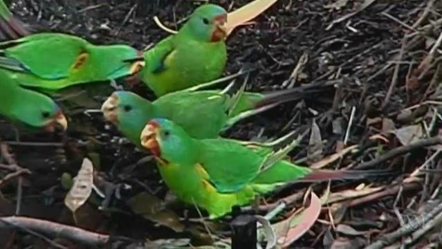 A group of swift parrots on the ground