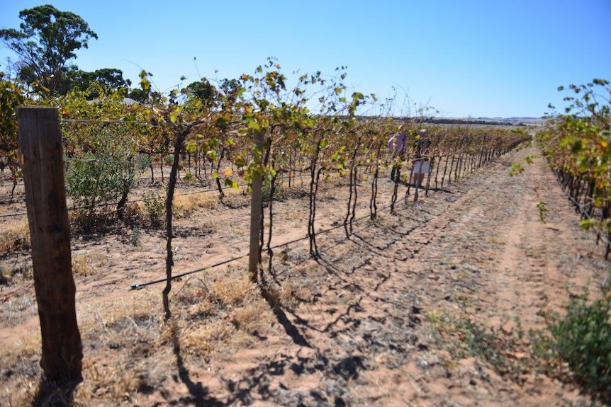 Amputated vines in a vineyard in South Australia's Barossa Valley.