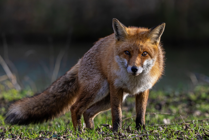 Protecting Victorian wildlife against foxes