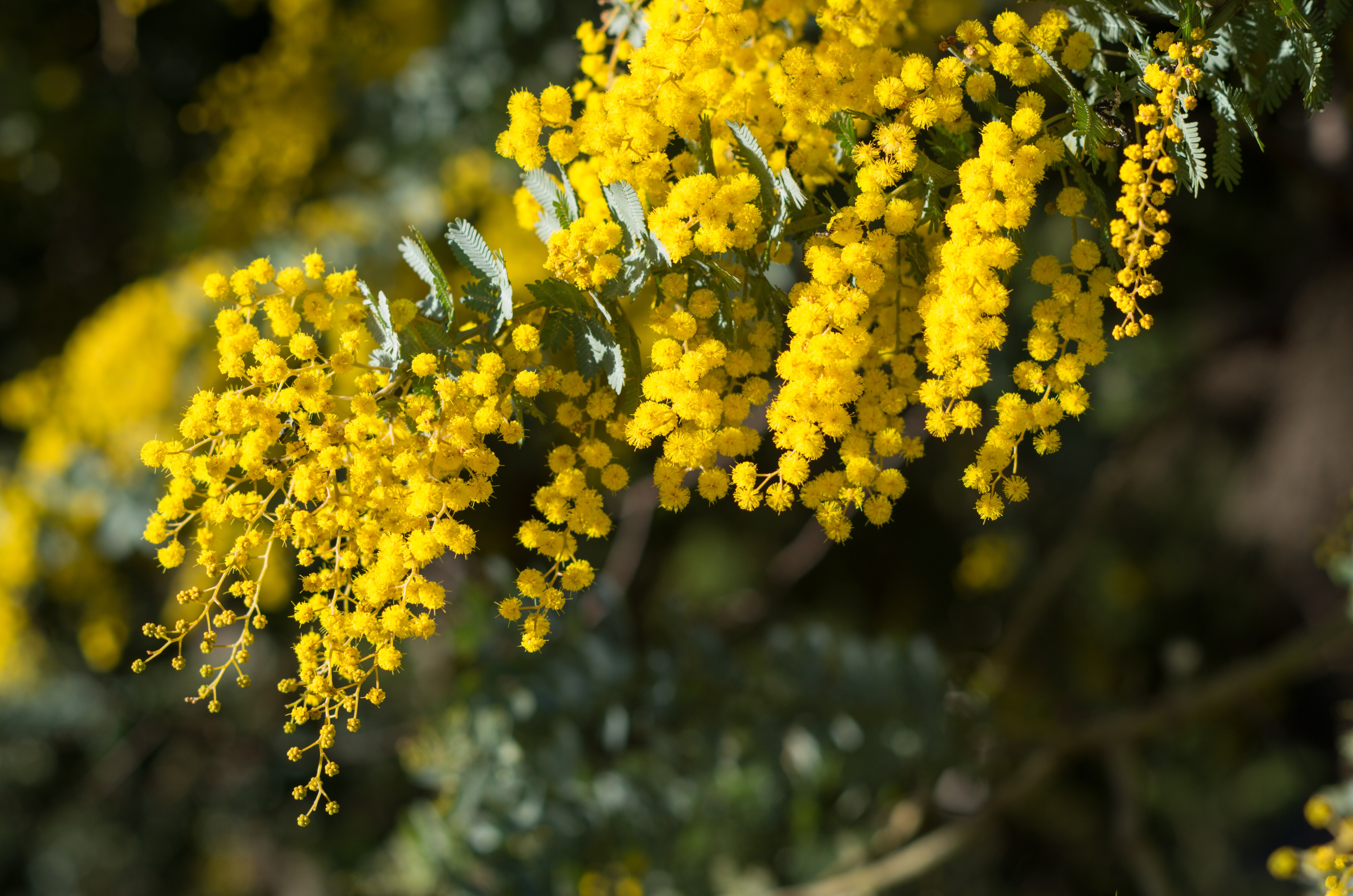 Seven million species collected — which species got the honour?