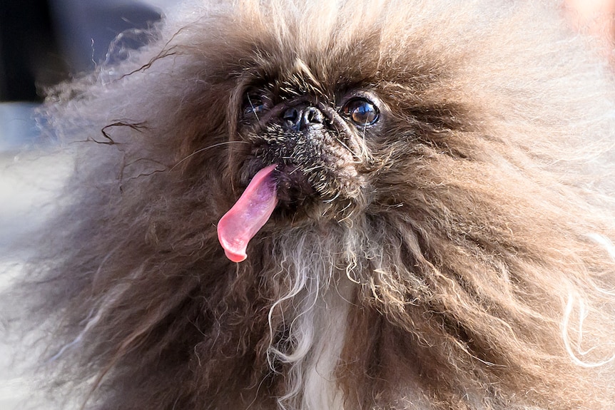 A brown Pekingese dog with its tongue out.