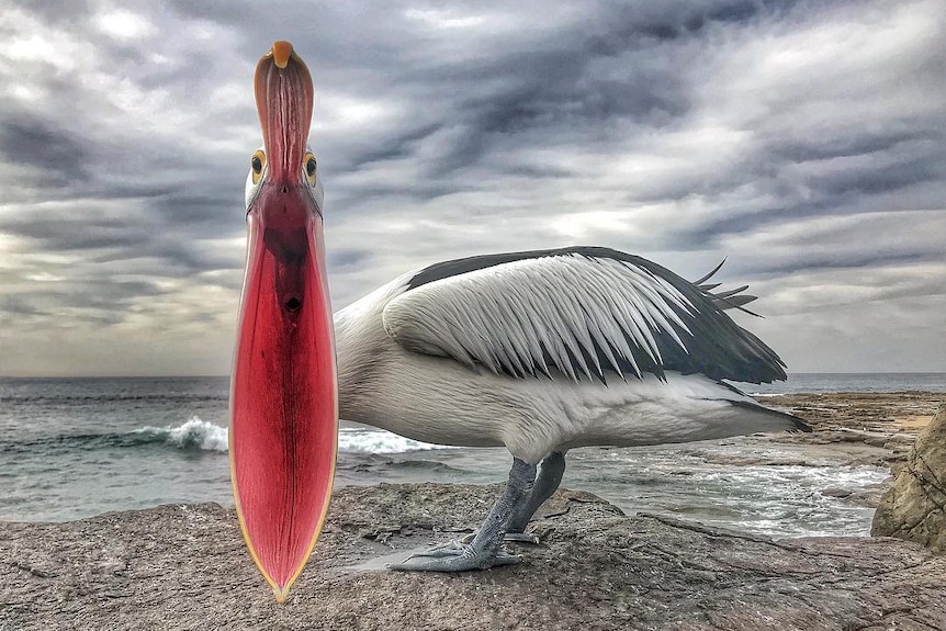 A pelican looking directly towards the camera with its mouth wide open.