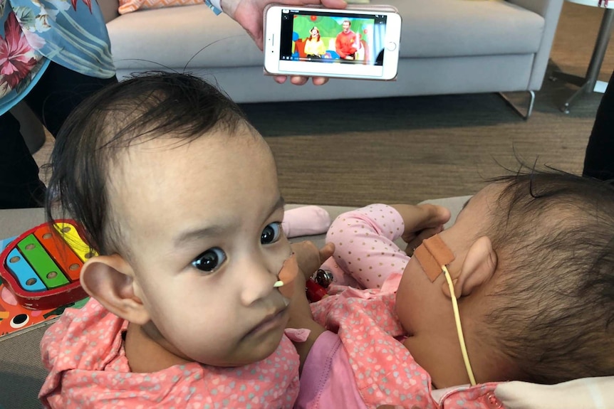 Two toddlers watch The Wiggles on an iPhone being held by an adult