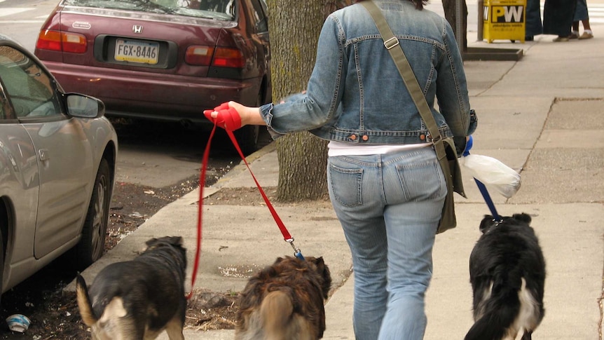 Image of person wearing all denim from behind with three dogs on leashes.