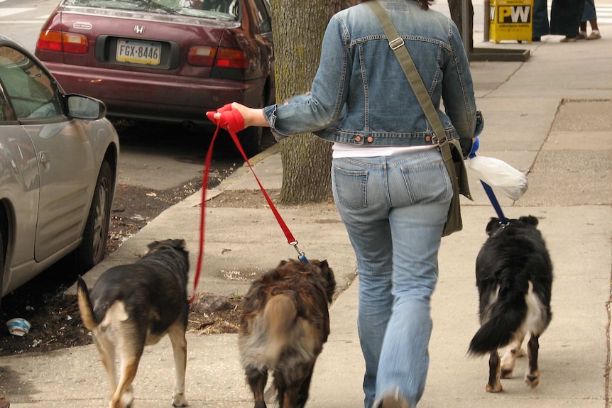 Image of person wearing all denim from behind with three dogs on leashes.