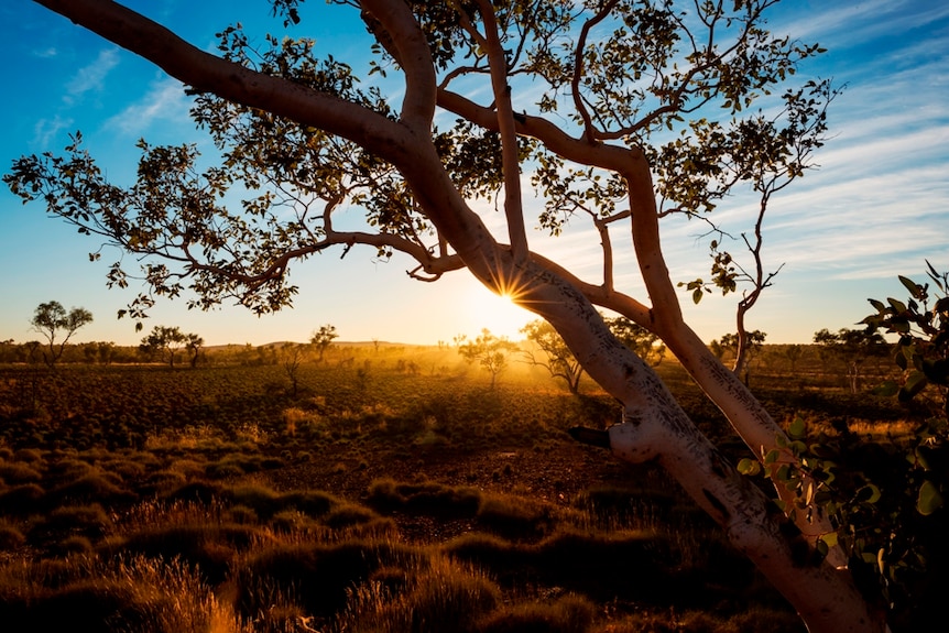 Through the trees