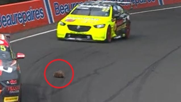 A red circle around an echidna crossing the road during Bathurst 1000.