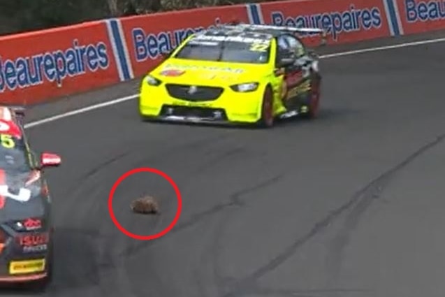 A red circle around an echidna crossing the road during Bathurst 1000.
