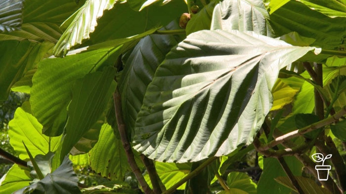 Plant with large, wide green leaves