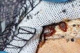 Bed bugs are seen in the seams of a sofa bed.