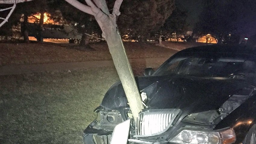 Tree in car bonnet