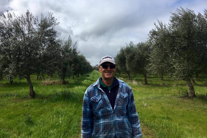 Peter Eicher stands in his Boort olive grove