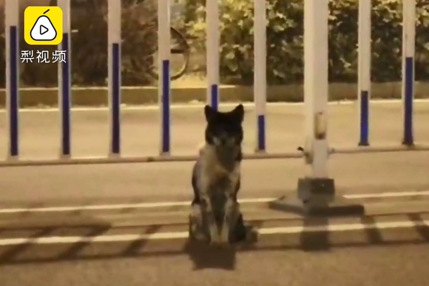 A dog waits for its owner in the middle of a road in Inner Mongolia, China.