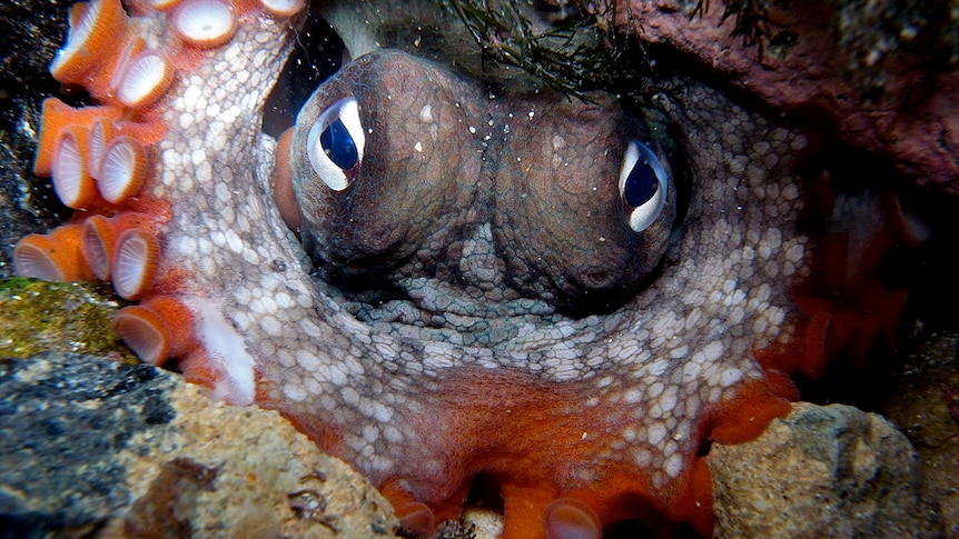 Gloomy octopus, aka octopus tetricus, hiding under a rock.