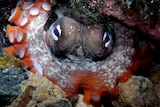 Gloomy octopus, aka octopus tetricus, hiding under a rock.