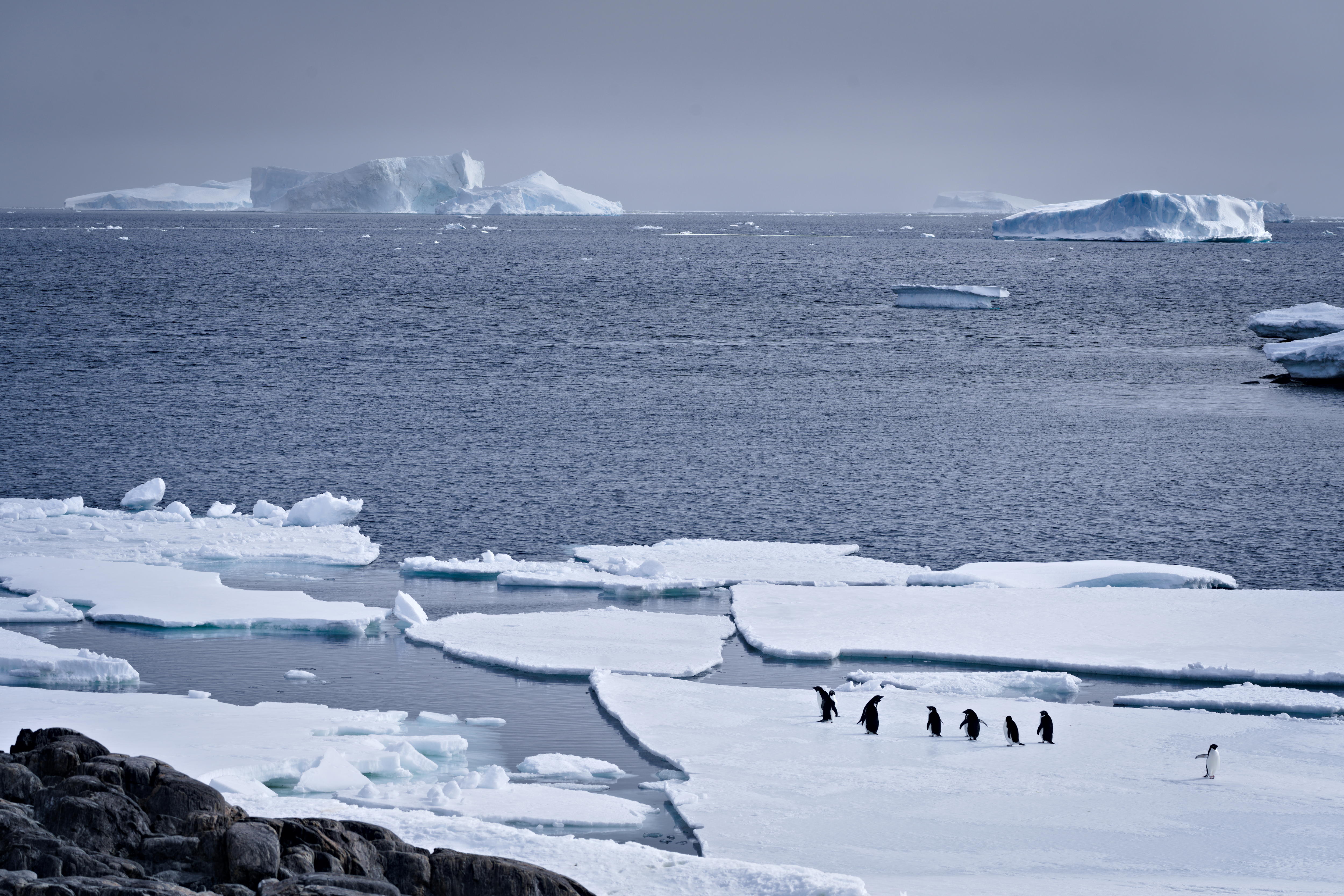 Pingüinos en un banco de hielo en la Antártida.