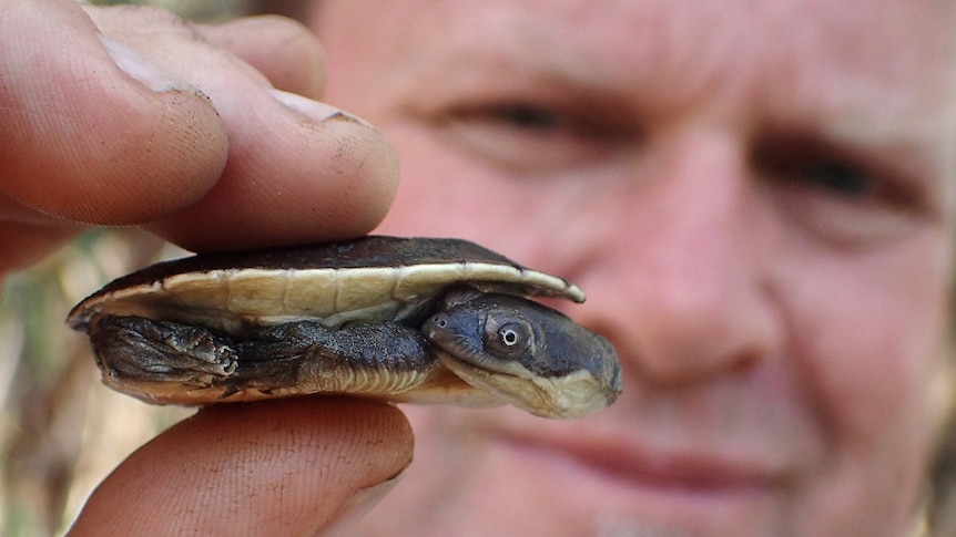 Mr Stockfeld holding up a baby turtle