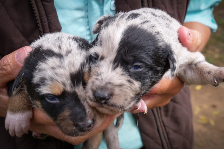 Two small puppies being held in the palms of a person.