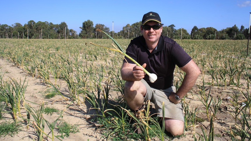 A man kneels in a field of garlic, holding a garlic bulb.