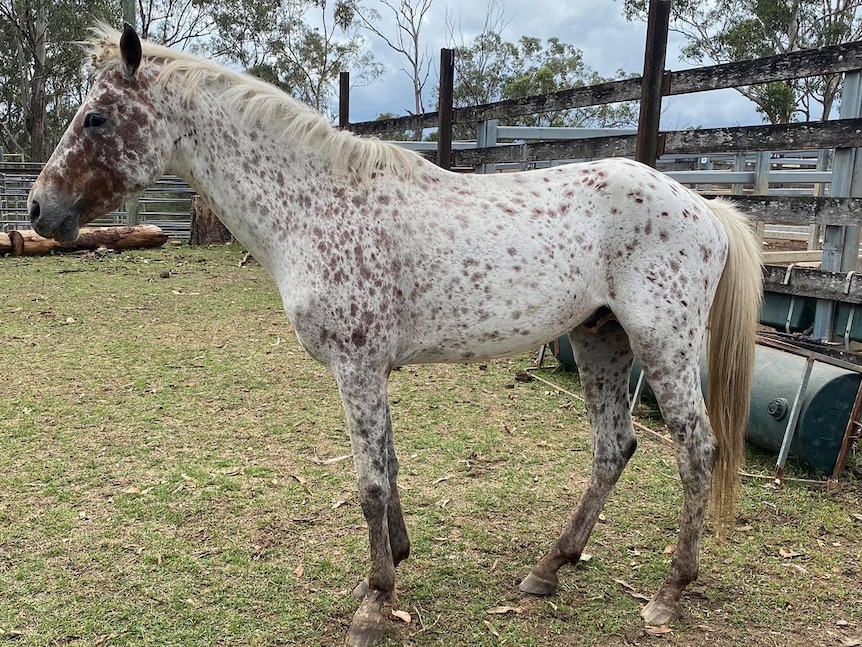 A speckled white horse in a pen.