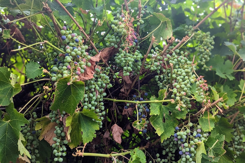 Thick bunches of wine grapes on bushy, leafy green vines