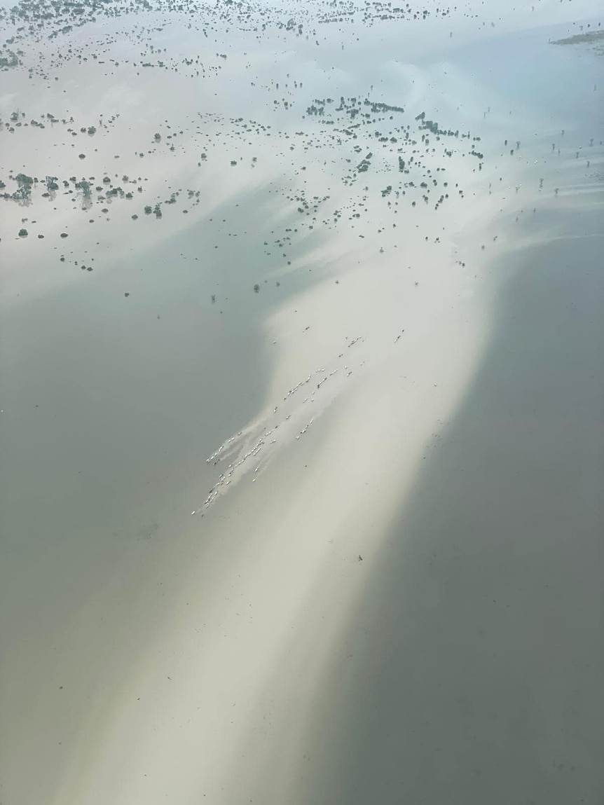 Cattle swiminning through floodwaters