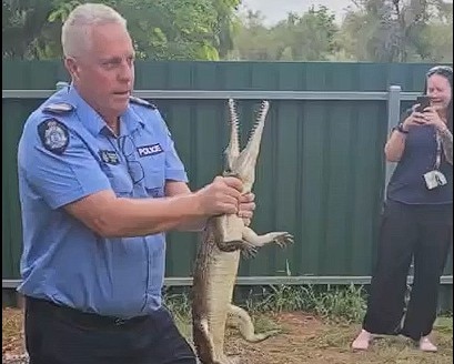 Outback police officer wrangles freshwater croc in backyard