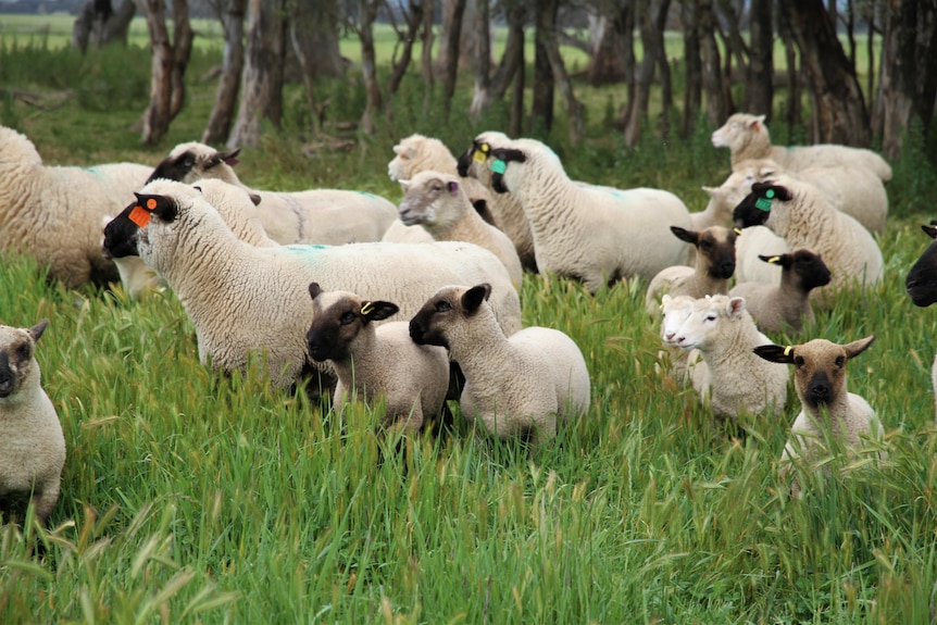 Black faced sheep and lambs in a paddock 