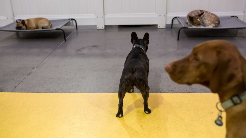 Dogs sleep on beds while others stand in the foreground.