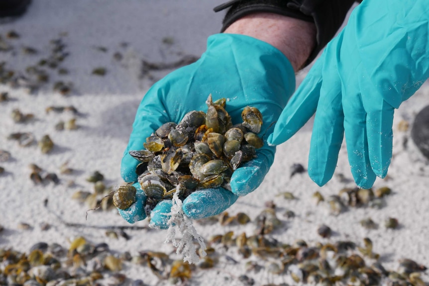 A close up of a hand holding empty mussel shells