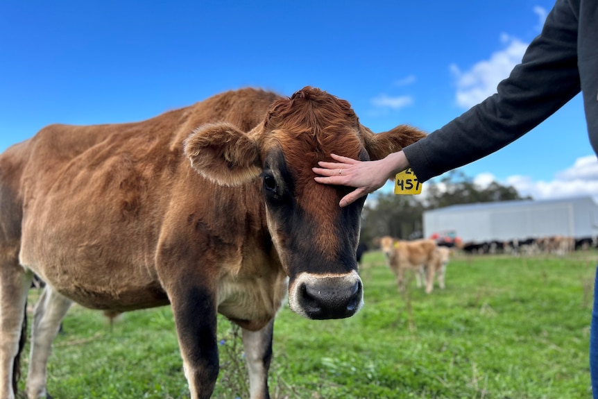 A brown cow stands in a paddock with a person's hand patting it on the head. 