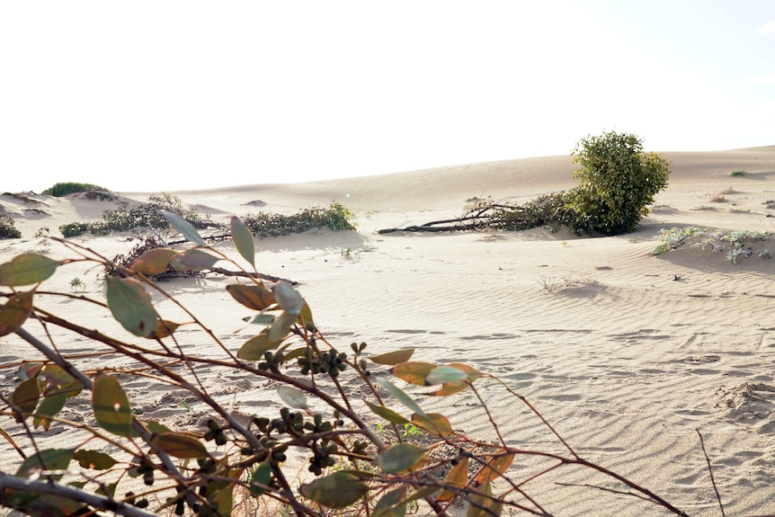 Plants sit atop a sand dune.