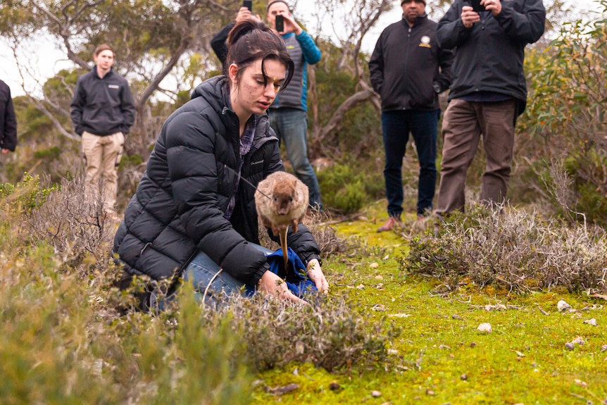A woman with a ponytail releases a brush tail bettong with a radio collar 
