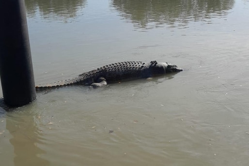 A dead crocodile floating in a murky river.