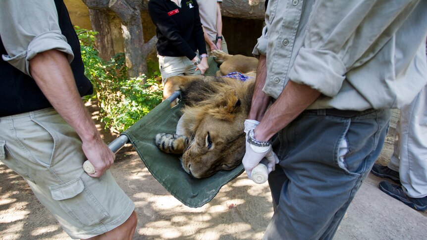 Staff move the patient