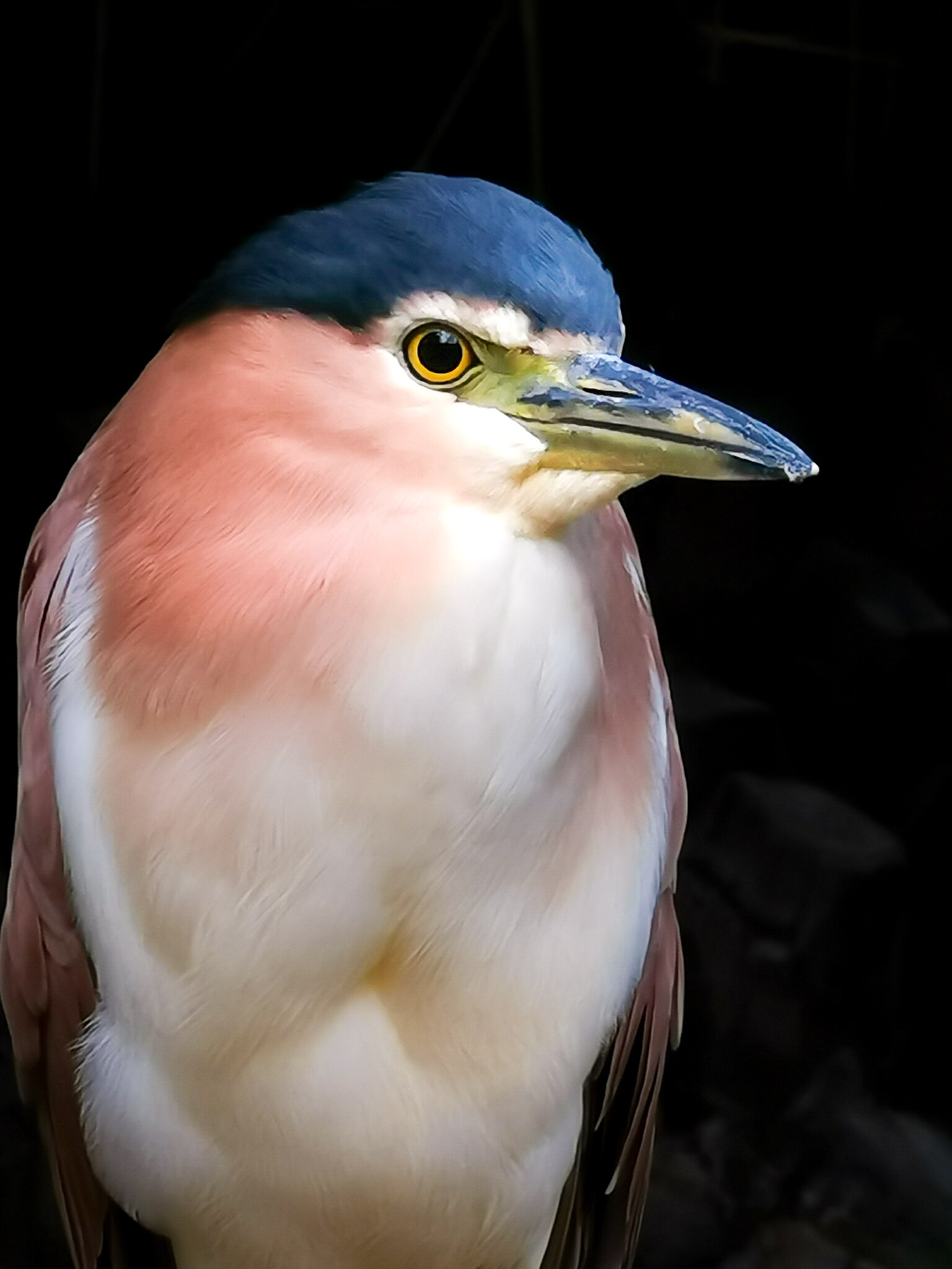 Portrait of a white-breasted bird with blue cap and yellow eye against a black background.