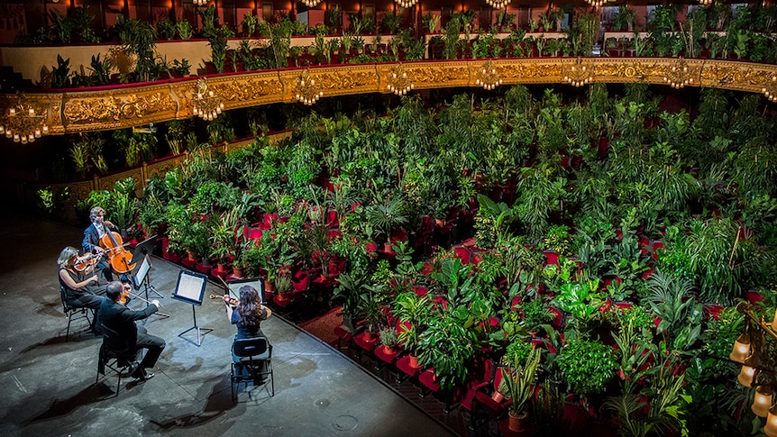A string quartet perform on stage in Spain's Liceu Opera House. There are house plants placed on each seat.