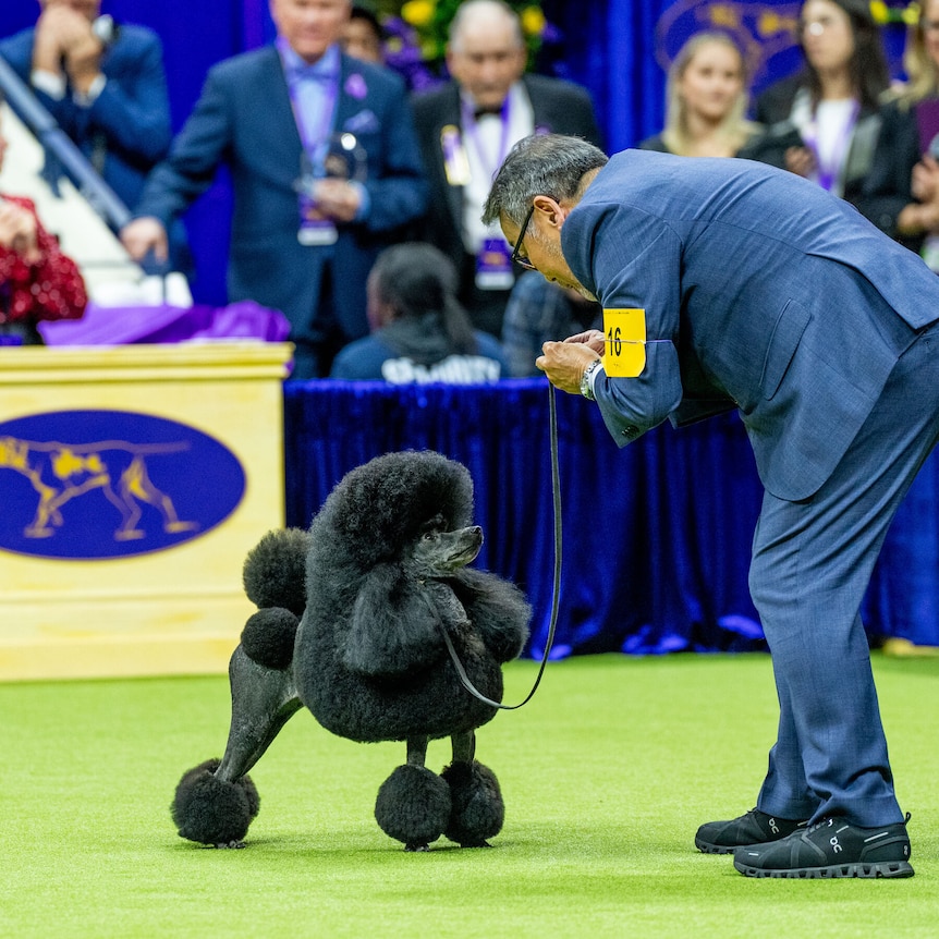 Sage, a miniature poodle, looks up at their owner during the Westminster Dog Show